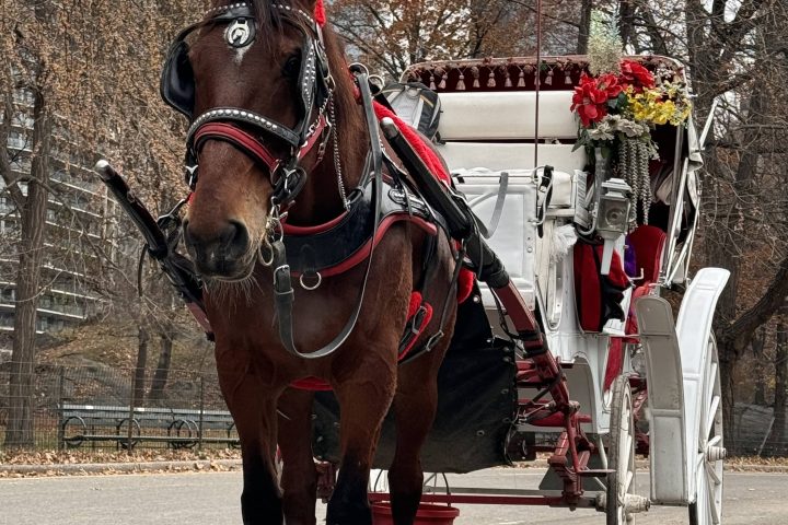 Horse-drawn carriage with flowers on a city street.