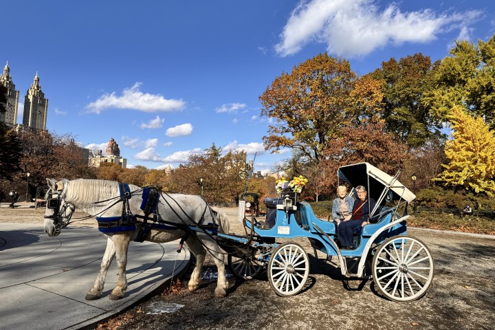 Horse-drawn carriage with two people seated, in a park with autumn trees.