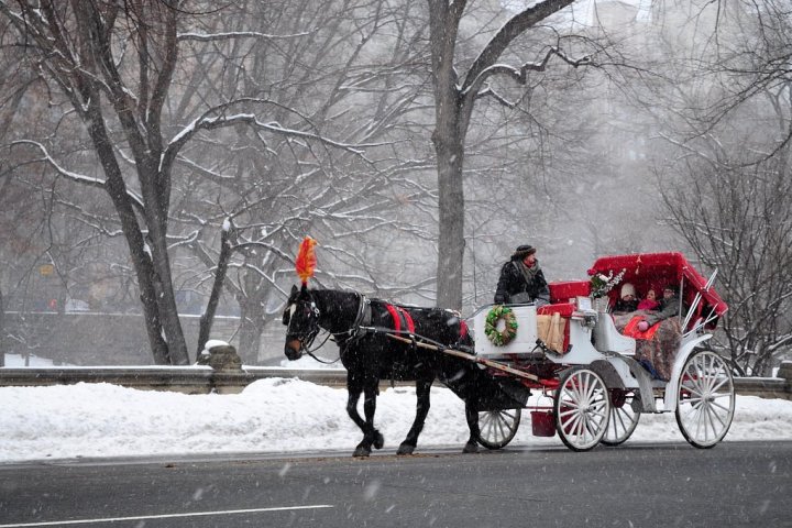 Carriage with horse and driver in snowy park, trees in background.