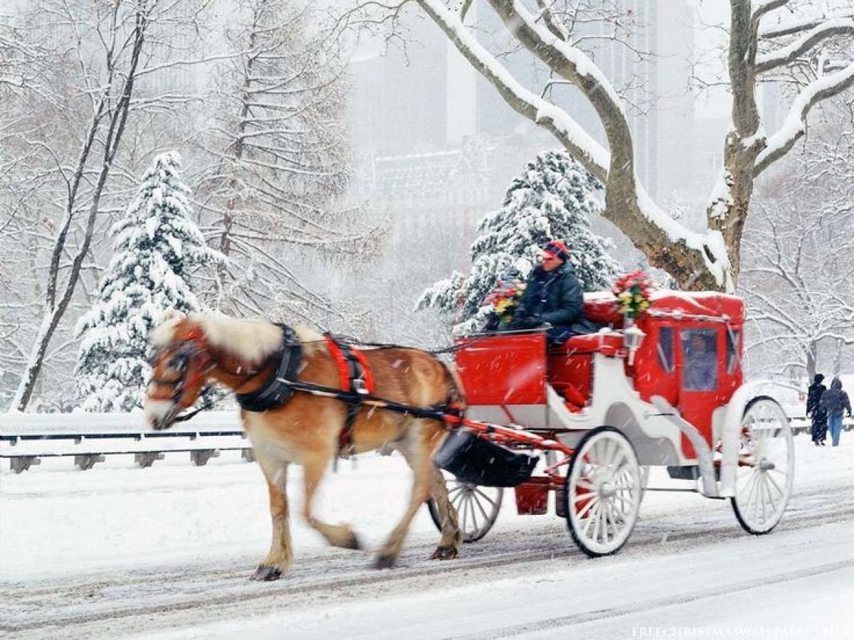 Horse-drawn red carriage in snowy park with trees and snow-covered road.