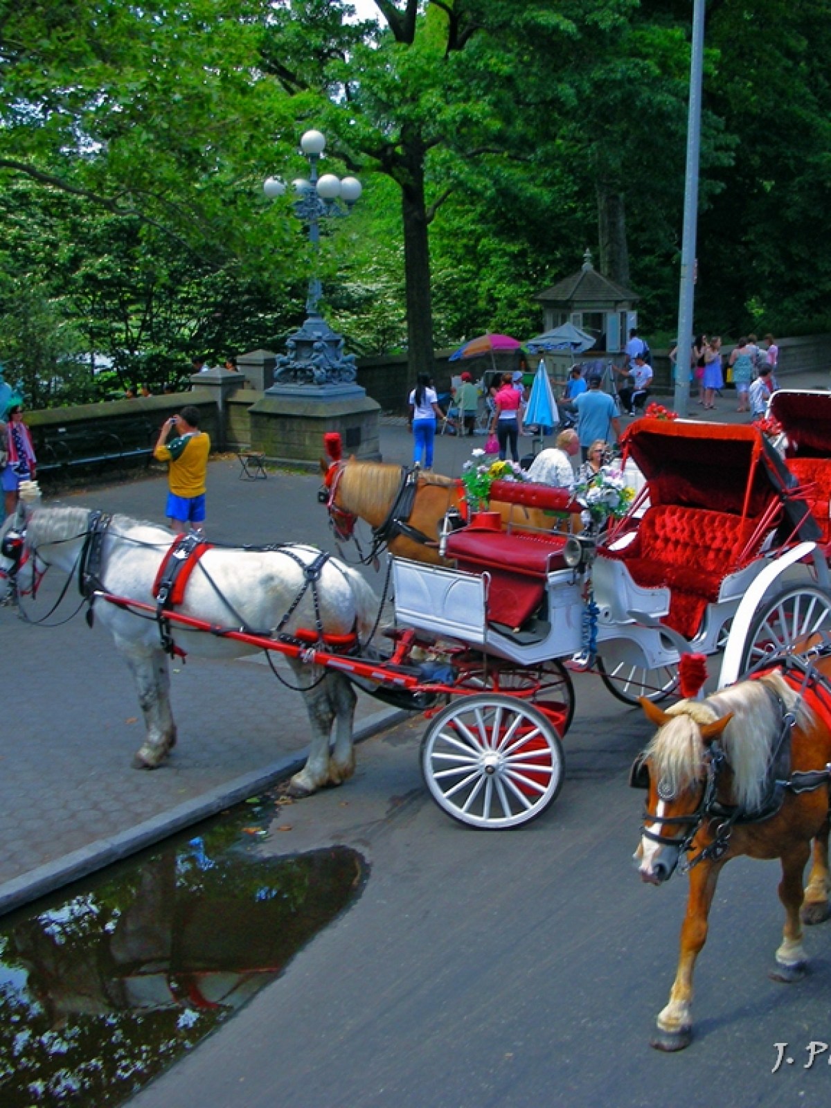 Horse-drawn carriages with people on a tree-lined street.