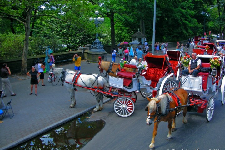 Horse-drawn carriages with people on a tree-lined street.