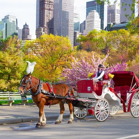 Horse-drawn carriage on a park path with city skyscrapers in the background.