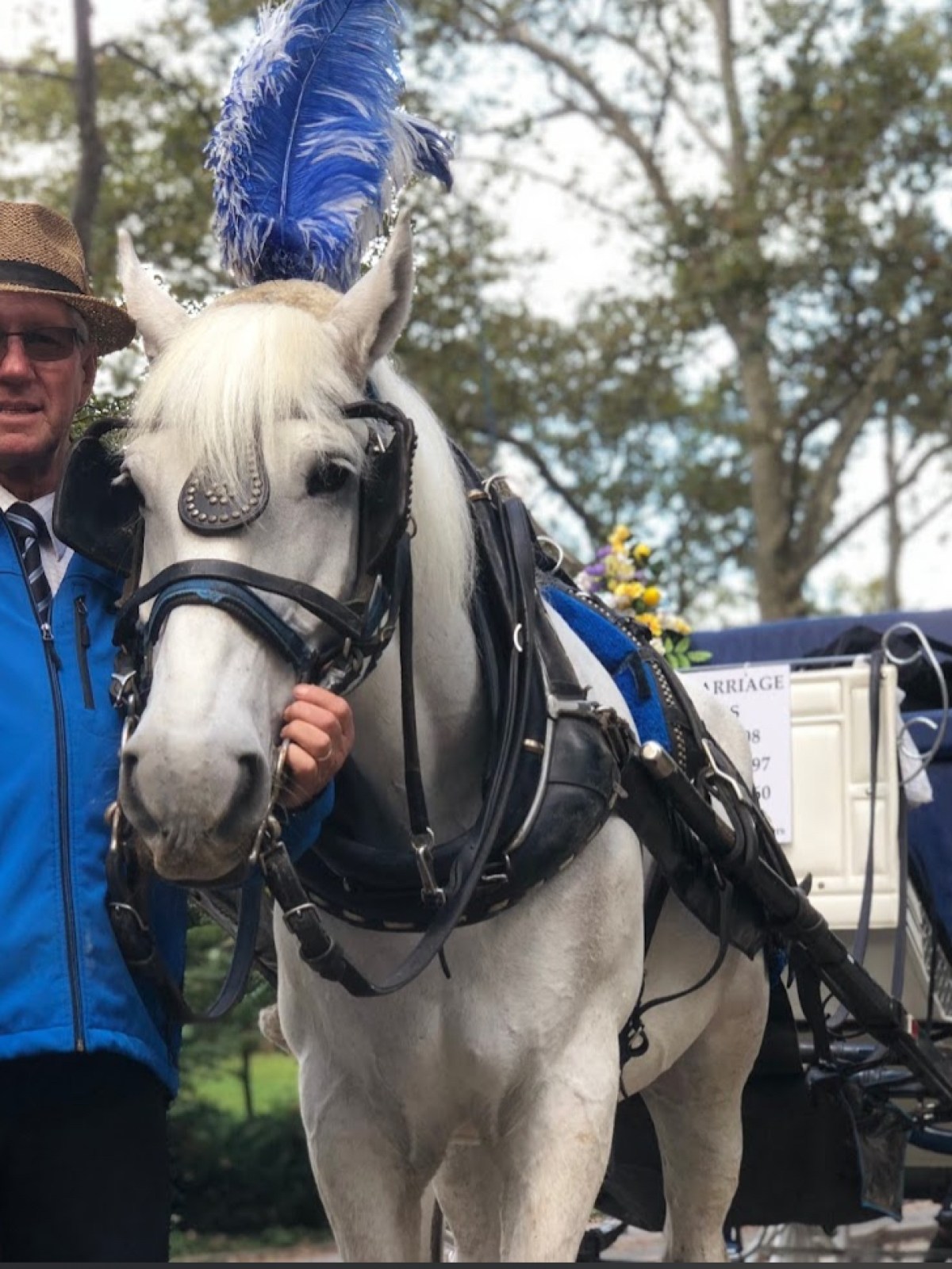 Man in a blue jacket and hat standing next to a white horse with a blue plume, attached to a decorated carriage.