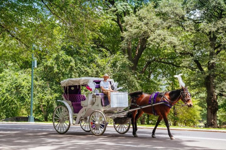 Horse-drawn carriage on a tree-lined path in a park.