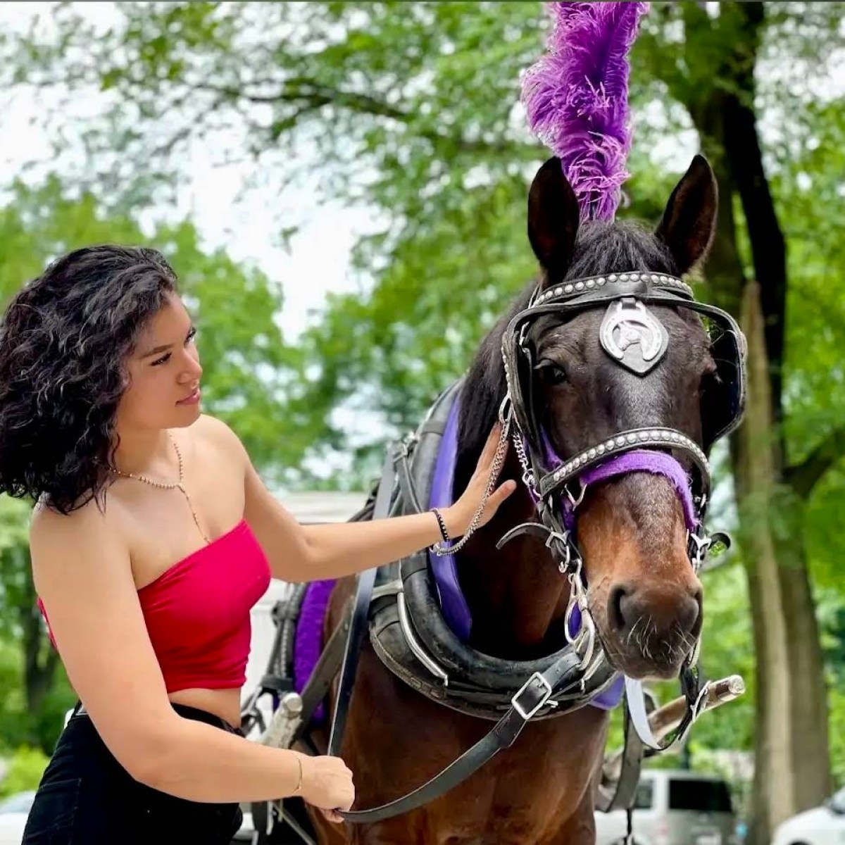 Woman in red top petting decorated horse with purple plume.