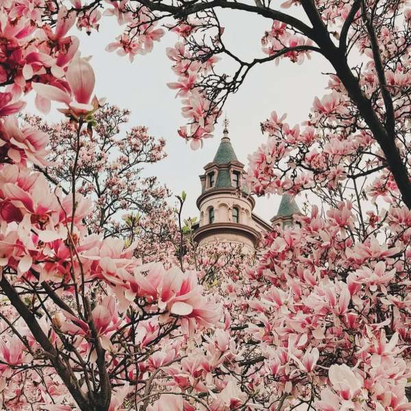 Blossoming pink magnolia trees framing a historic building with a pointed turret.