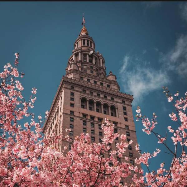A tall, historic building with a spire, framed by blooming cherry blossom trees under a clear sky.