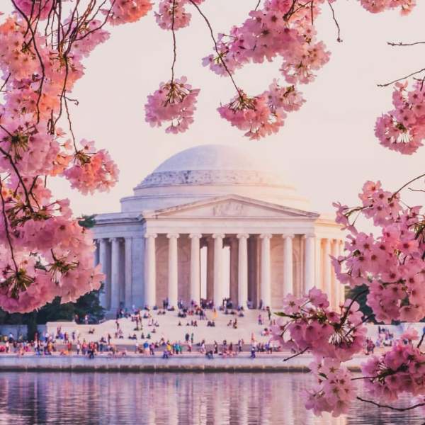 Cherry blossoms framing the Jefferson Memorial by the water at sunset.