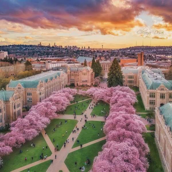 Aerial view of a campus with cherry blossoms lining pathways under a colorful sunset sky.
