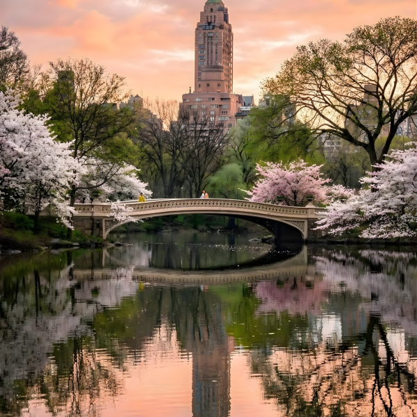 Bridge over calm water with cherry blossoms and building in background at sunset.