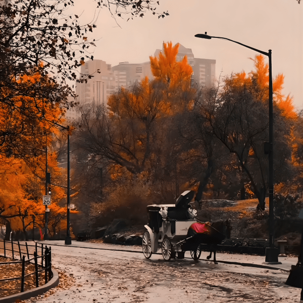 Horse carriage on wet road in park with autumn trees and buildings in background.
