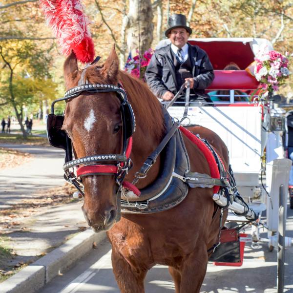 Horse-drawn carriage with driver in park setting.